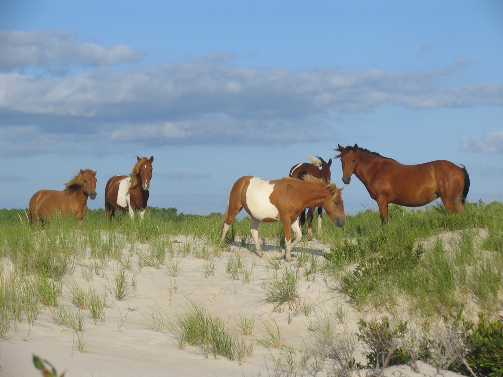 horses on beach