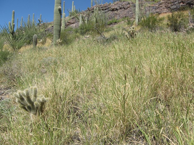 buffelgrass at saguaro